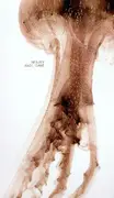 12inch Vinyl Single - Nedjev - Amoe / Cane