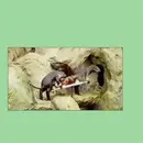 CD - Need Thomas Windham - Employment Patterns