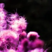 New Dawn Foundation - So Damn Lost Again