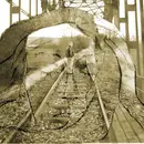 CD - No:Carrier - My Own Dream