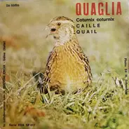 Il Canto Degli Uccelli - Quaglia (Coturnix Coturnix)