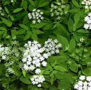 CD - Olaf Rupp , Joe Williamson , Tony Buck - Weird Weapons 2