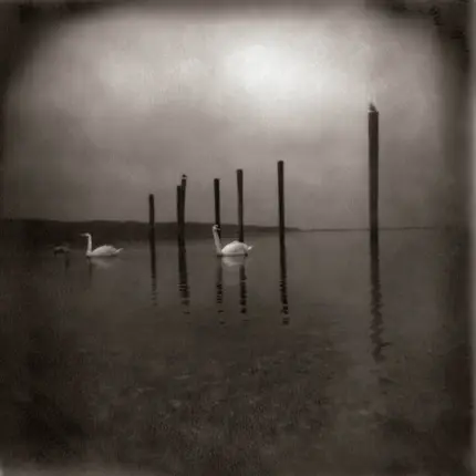 Om - CONFERENCE OF THE BIRDS