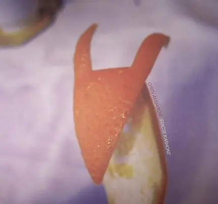 Oren Ambarchi - Stacte Karaoke