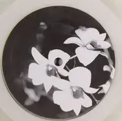 Ovatow - Phalaenopsis