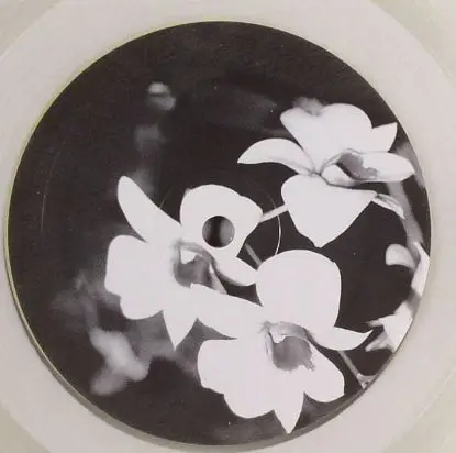 Ovatow - Phalaenopsis