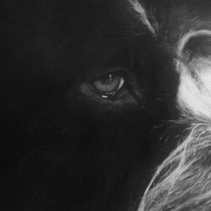 Panthera Krause - Yorikke EP