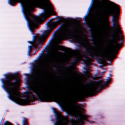 Panthera Krause - Laika