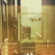 Painted Palms - CAROUSEL