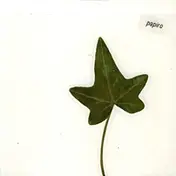 Papiro - S/T