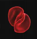 LP - Peter Gabriel - Scratch My Back - ORIGINAL LP