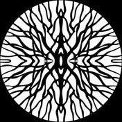 Pfirter - Procyon