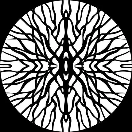 Pfirter - Procyon