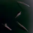 12inch Vinyl Single - Priori - Little Flower EP