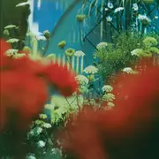 LP - Pulled Apart By Horses - The Haze - Green