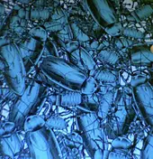 Pulling Teeth - Pulling Teeth / Shin To Shin