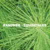 LP - Randweg - Equisetales