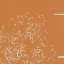 12'' - Ralph Sliwinski - Pox Box