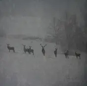Rauhnacht - Winterstille