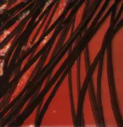 Double LP - Recloose - Cardiology