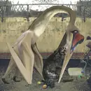 2 x 12inch Vinyl Single - Rhadoo - Semantics EP - EP