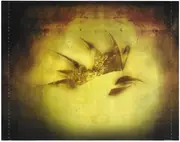 CD - Rooster - Rooster