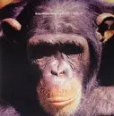 12'' - Rob Mello Featuring Stella - Critical - FEAT. STELLA ATTAR