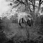 Scherbe - Jardin Du Midi