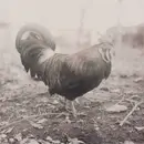 CD - Santa Cruz - A Beautiful Life