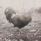 SANTA CRUZ - A Beautiful Life