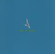 Sea of Green - Time to Fly