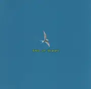 CD - Sea Of Green - Time To Fly