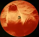 12inch Vinyl Single - Seal - Killer (Lexicon Avenue Mix)