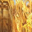 12inch Vinyl Single - Sev Dah - Brotherhood EP