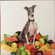 LP - Shellac - Excellent Italian Greyhound