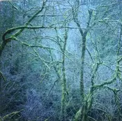 Six Organs of Admittance - Dust And Chimes