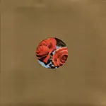 Soul Center - Roses