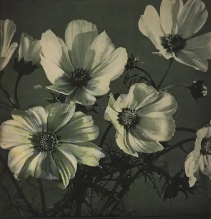 Spinanes - ARCHES & AISLES