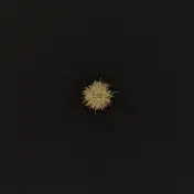 Squeaky Lobster - Killing Eleven EP