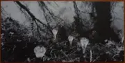 LP - Sweet William - These Monologues (Which Grew Into A Custom)