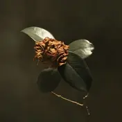 st. paul - Young Sick Camellia