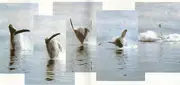 CD - Still Blind - Whales
